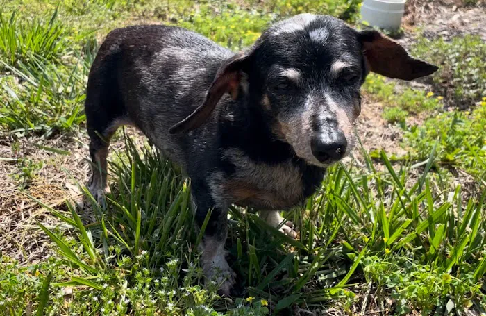 North Raleigh Mobile Vet - Euthanasia in Home Service Picture 4
