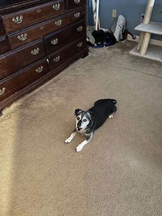 North Raleigh Mobile Vet - Euthanasia in Home Service Picture 7
