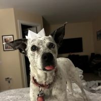 North Raleigh Mobile Vet - Euthanasia in Home Service ico
