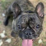 Tarheel Veterinary Surgical Specialists