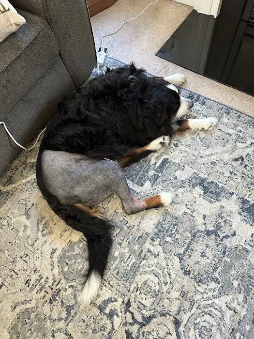Tarheel Veterinary Surgical Specialists Picture 2