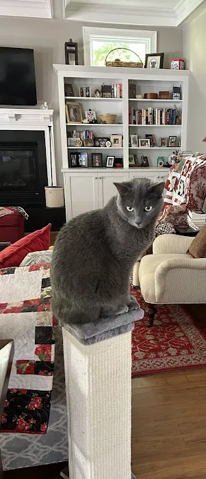 Cozy Cat Veterinary Hospital Picture 2