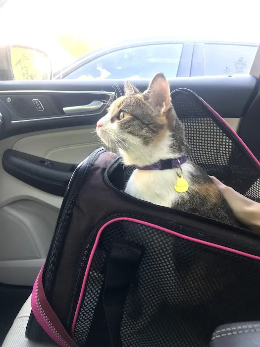 Cozy Cat Veterinary Hospital Picture 5