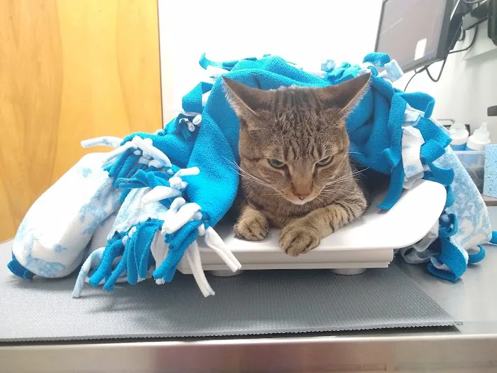 Cozy Cat Veterinary Hospital Picture 3
