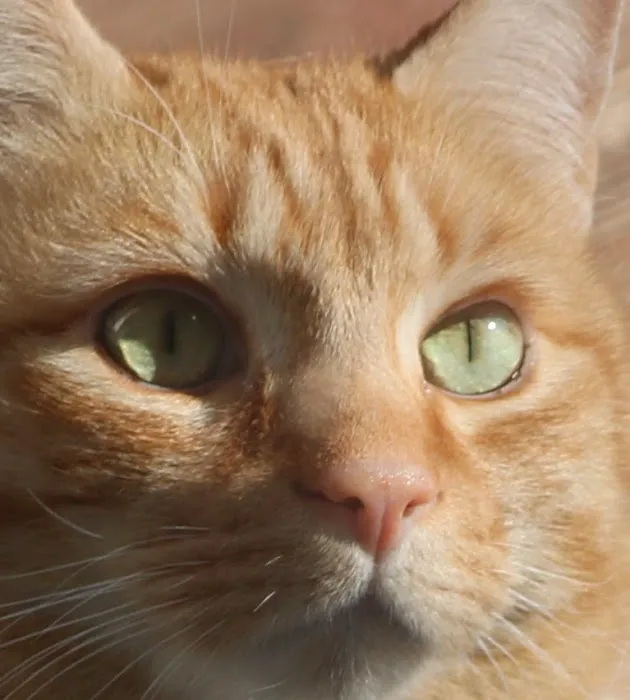 Cozy Cat Veterinary Hospital Picture 4