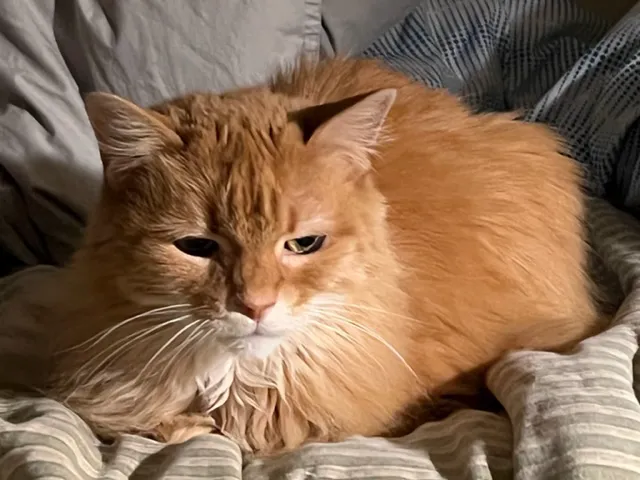 Cozy Cat Veterinary Hospital Picture 1