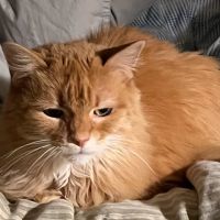 Cozy Cat Veterinary Hospital ico