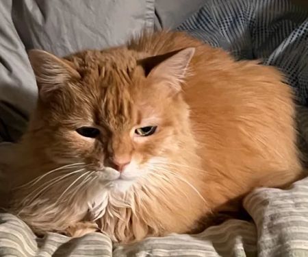 Cozy Cat Veterinary Hospital