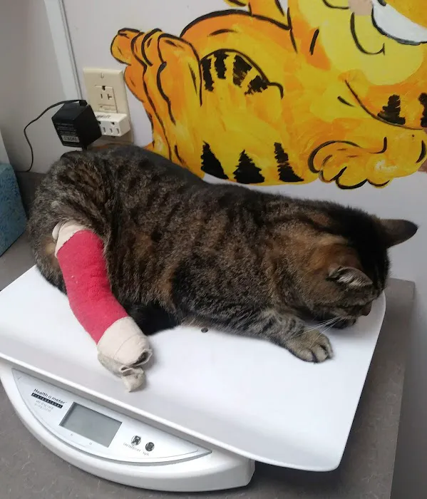Cozy Cat Veterinary Hospital Picture 7