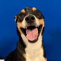 Paws At Play Veterinary Hospital ico