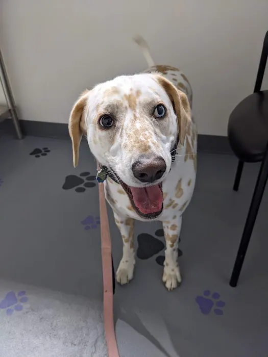 Paws At Play Veterinary Hospital Picture 7