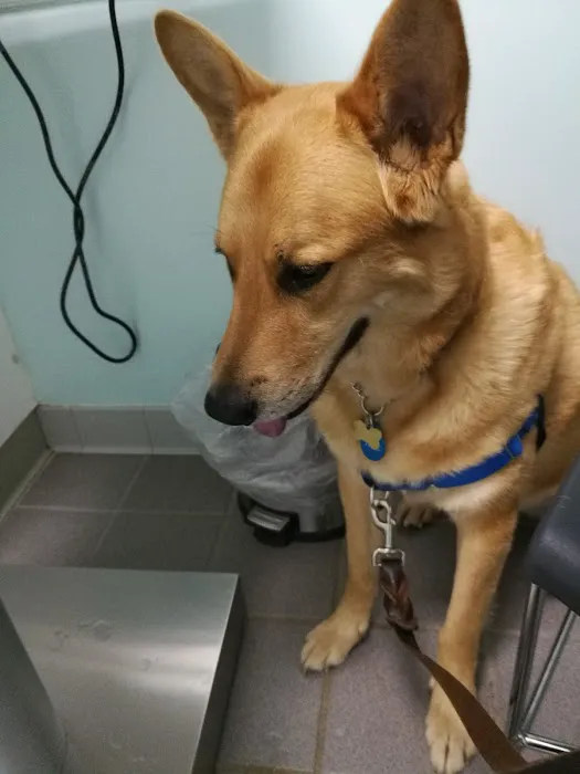 Hidden Valley Animal Hospital Picture 9