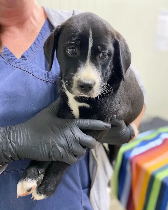 Creedmoor Road Animal Hospital Picture 10
