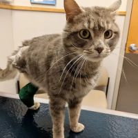 Care First Animal Hospital at Glenwood ico