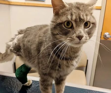 Care First Animal Hospital at Glenwood