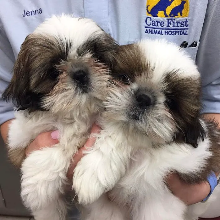 Care First Animal Hospital at Glenwood Picture 5