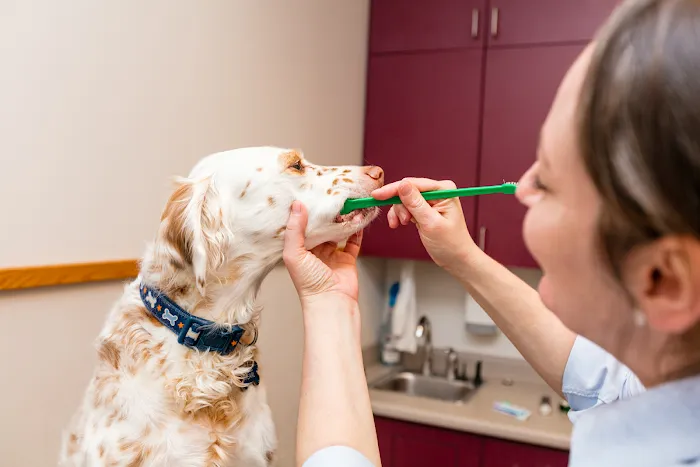 Care First Animal Hospital at Glenwood Picture 6