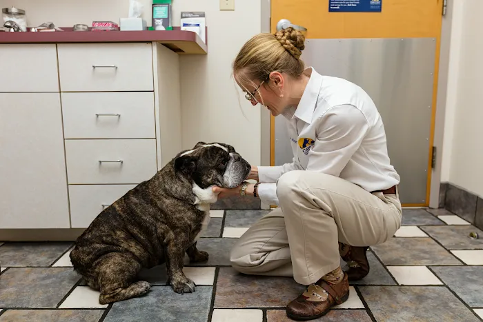 Care First Animal Hospital at Glenwood Picture 9