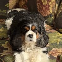 Carolina Veterinary Dermatology Clinic ico