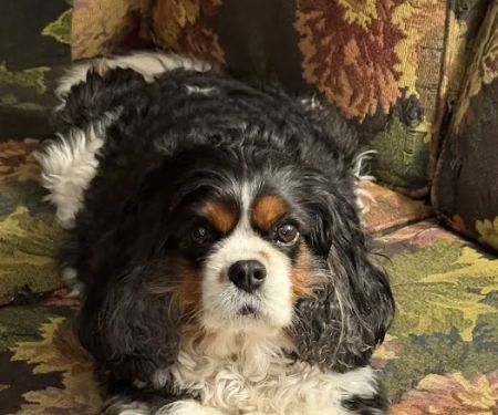Carolina Veterinary Dermatology Clinic