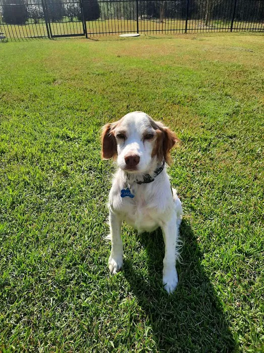 Carolina Veterinary Dermatology Clinic Picture 2