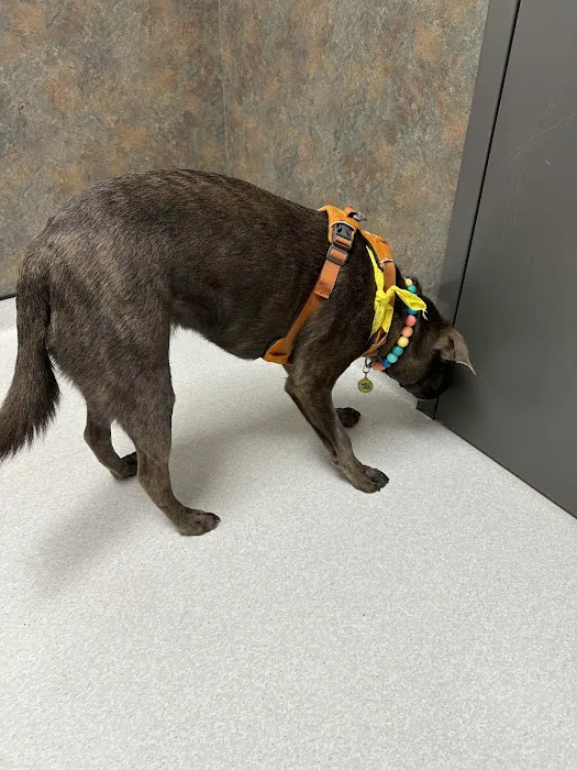 Carolina Veterinary Dermatology Clinic Picture 5