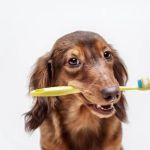 Parkwood Animal Hospital