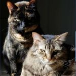 Tyson Animal Hospital