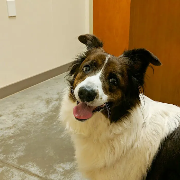 Southpoint Animal Hospital Picture 2
