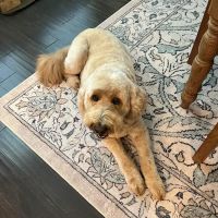 Southpoint Animal Hospital ico