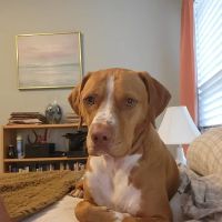 VCA Durant Road Animal Hospital ico