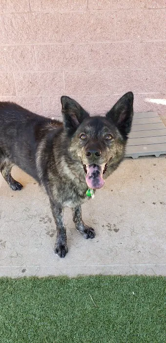 VCA Durant Road Animal Hospital Picture 9