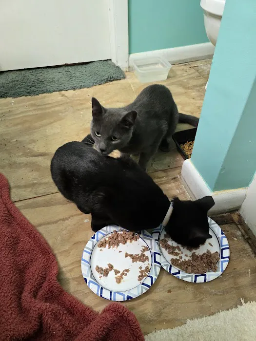 SAFE Care Spay Neuter Clinic Picture 1