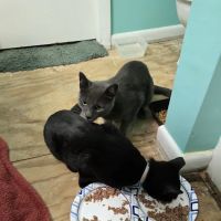 SAFE Care Spay Neuter Clinic ico