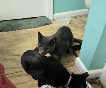 SAFE Care Spay Neuter Clinic