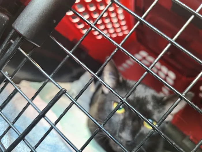 SAFE Care Spay Neuter Clinic Picture 9