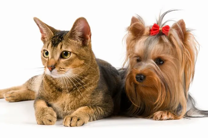 Purr & Bark VeterinaryHospital and Moblie Doctor Picture 3