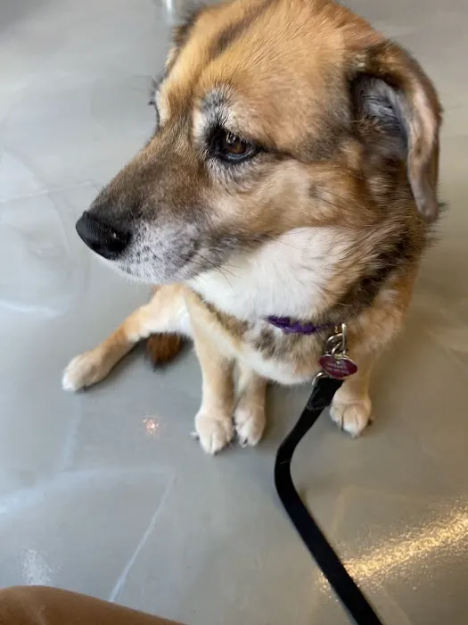 Purr & Bark VeterinaryHospital and Moblie Doctor Picture 6