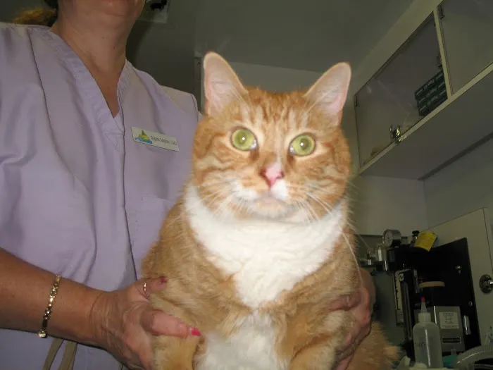 Purr & Bark VeterinaryHospital and Moblie Doctor Picture 8