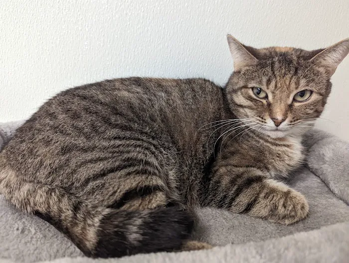 Purr & Bark VeterinaryHospital and Moblie Doctor Picture 9