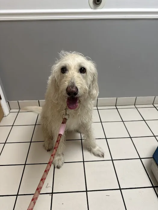 Colony Park Animal Hospital Picture 5