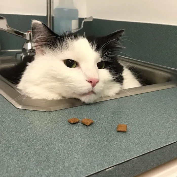 Colony Park Animal Hospital Picture 1