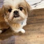 New Hope Animal Hospital