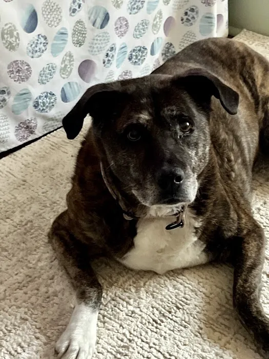 Park Veterinary Hospital & Urgent Care Picture 2