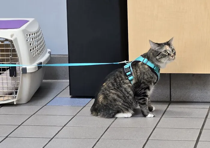 Park Veterinary Hospital & Urgent Care Picture 10