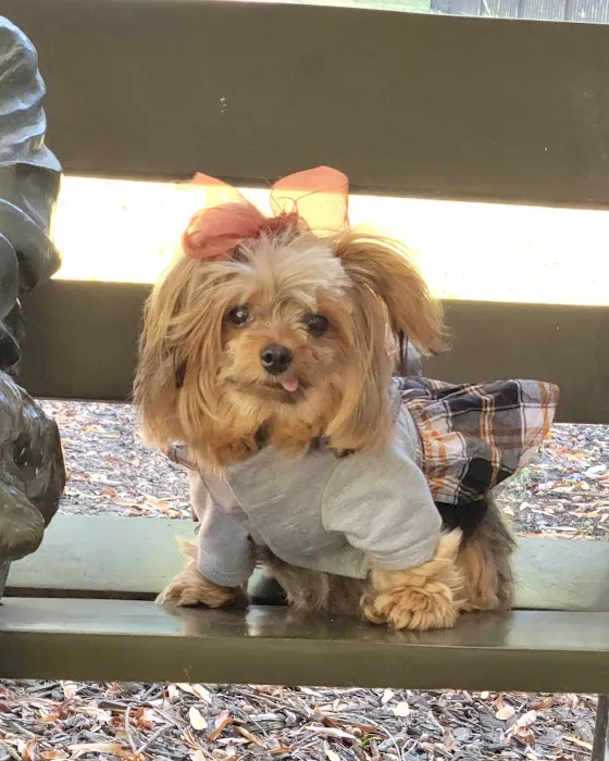 Park Veterinary Hospital & Urgent Care Picture 8
