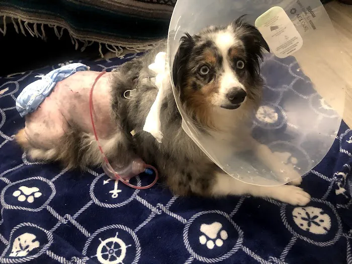 BluePearl Pet Hospital Picture 5