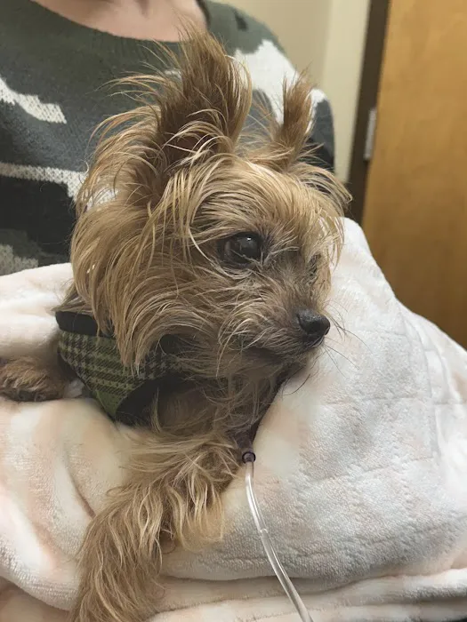 BluePearl Pet Hospital Picture 8