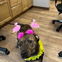 Falconbridge Animal Hospital ico