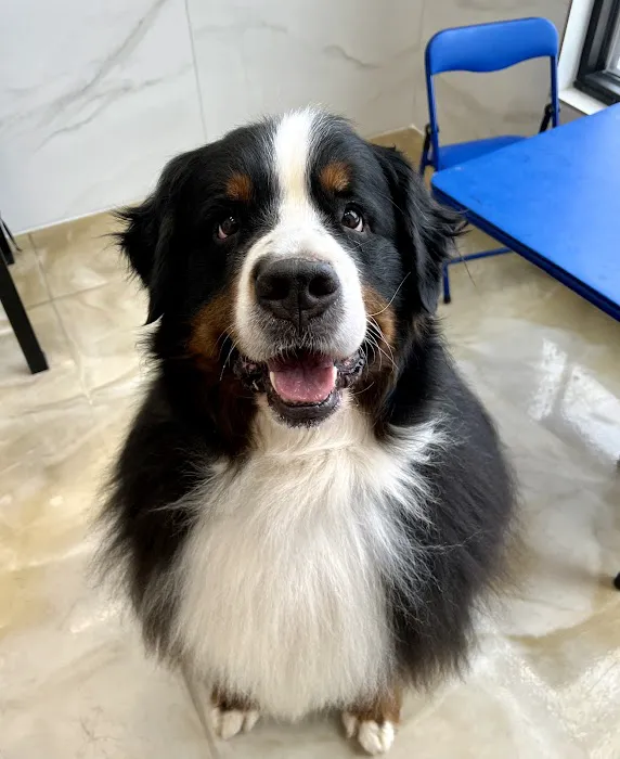Eagle's Nest Animal Hospital Picture 7